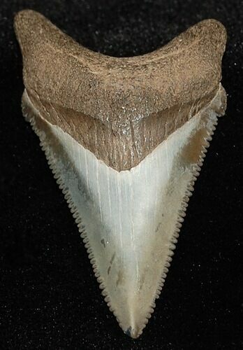 Angustiden Shark Tooth Fossil #159